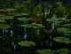 Jeppe Drews b. 1943. Danish artist. Water lilies. 
Oil on board.