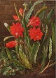"Cacti up the house wall" Oil painting on canvas.