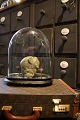 K&Co. presents: 
Antique 
oval French 
glass Dome / 
Globe on black 
wooden base for 
display.
H: 30cm...