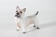 Stari Antik 
presents: 

Dahl 
Jensen
Cairn Terrier 
1149
