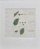 Pegasus – Kunst 
- Antik - 
Design 
presents: 
Flora 
Danica plate 
1761 ff. Plate 
no. MMCCXIX.