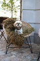 K&Co. presents: 
Old French 
sculptural 
wicker chair 
with black 
metal frame 
from the 50s...