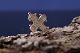 Antik Huset 
presents: 
Classic 
Day of the Dead 
cross in 8 
carat gold, 
stamped 333. 
Great gift 
idea.