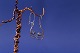 Antik Huset 
presents: 
Gold 
earrings in 14 
carat gold, 
inlaid 
moonstone.
Stamp: 585.