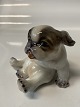 Antik Huset 
presents: 
Dahl 
Jensen, 
Pekingese puppy
Dec. No. 1134