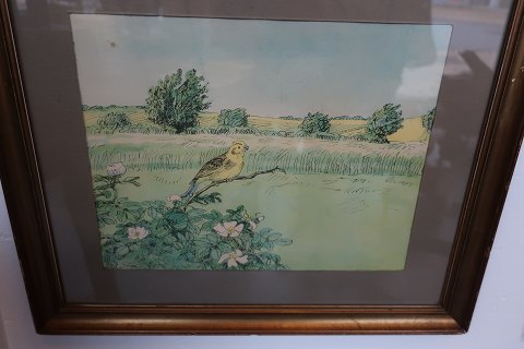 Lithograph, coloured 
Yellowhammer
By Johannes Larsen (1867-1961)
Signed
About 1930
In the old frame