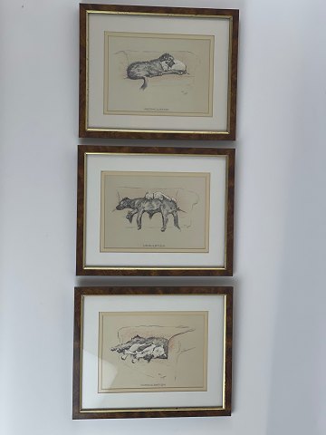 3 dog pictures by Cecil Aldrin (1870-1935), vintage print, reproduction, signed 
in print