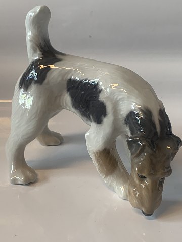 Royal Copenhagen figur - Fox Terrier
Dek nr  3020
