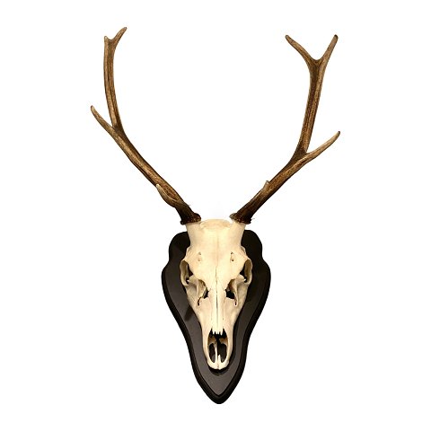 Hunting trophy Red Deer
