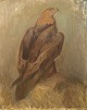 Allan Andersson (1904-1979), listed Swedish artist. Large painting. Oil on 
canvas. Golden eagle. Mid 20th century.
