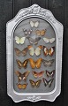Pegasus – Kunst - Antik - Design presents: Collection of framed butterflies, 19th century.