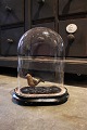 K&Co. presents: 

Decorative, 
old oval French 
glass Dome / 
Globe on black 
wooden base 
for display. 
Total H: 
30cm...