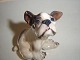 Dahl Jensen, French Bulldog sitting