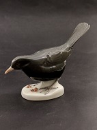 B&G blackbird 2405