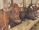 Moster Olga - Antik og Design presents: Knud EdsbergCows in the barnDKK 1850
