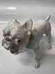 Antik Huset presents: Bing & Grondahl Dog figurine Bulldog.No. 1676