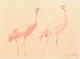 Harald Wiberg, “Tranor” (Cranes), red chalk drawing on ...