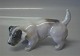 Royal Copenhagen figurine 
2786 Terrier head down KK 1927 11 x 17 cm Color 2686