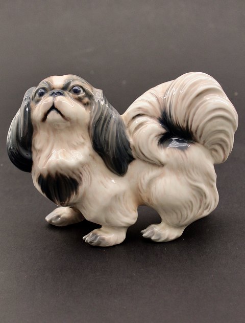 Dahl Jensen pekingese 1337